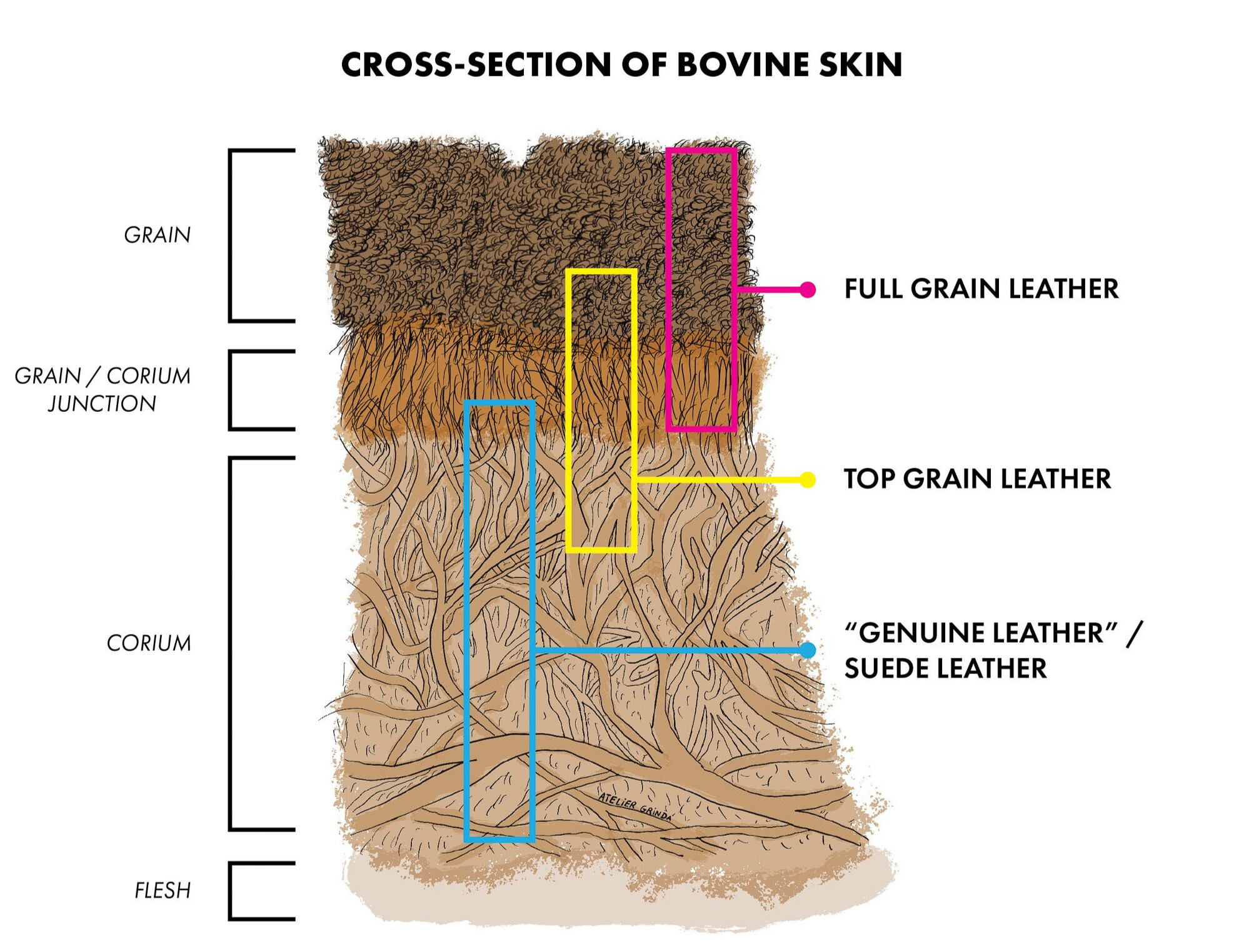 Cross-section of bovine leather illustrating its layers, including grain, corium, flesh, full grain, top grain, and genuine leather, helping to answer What is Roughout Leather?
